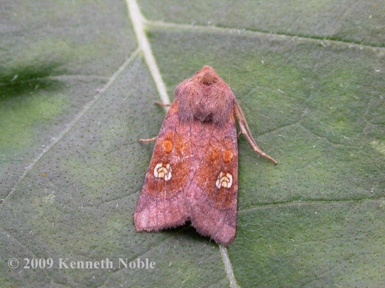 ear moth ex8546 _800_.JPG